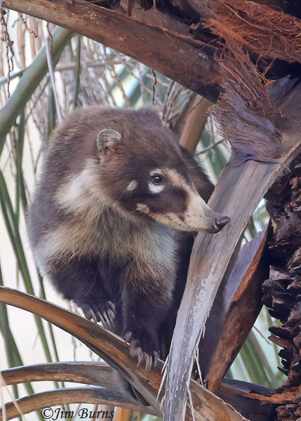 White-nosed Coati adult in palm tree--5424--2