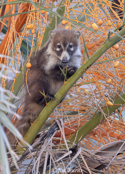 White-nosed Coati adult in palm--5473--2