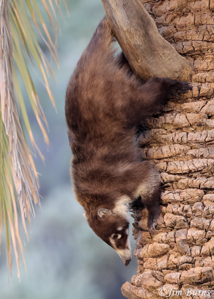 White-nosed Coati adult climing down palm tree--5491--2