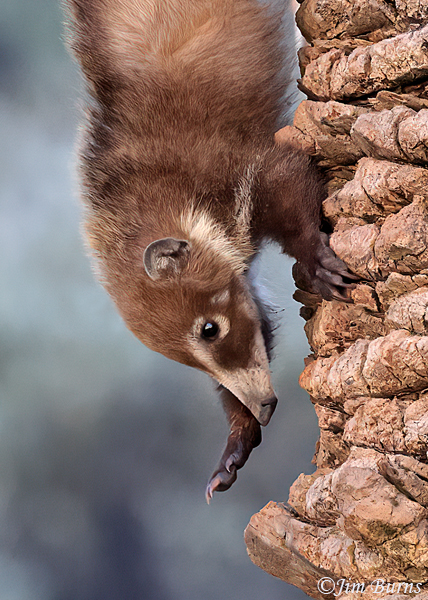 White-nosed Coati kit hurrying down trunk of palm--5541--2