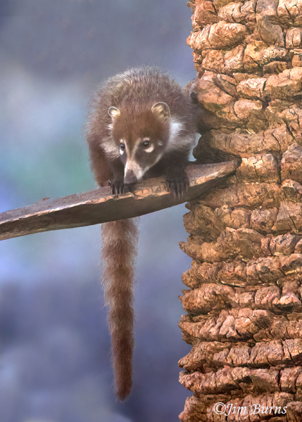 White-nosed Coati on lookout in palm--5619--2