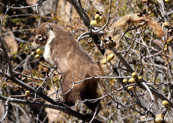 White-nosed Coati foraging in Pecan Tree--6098--2