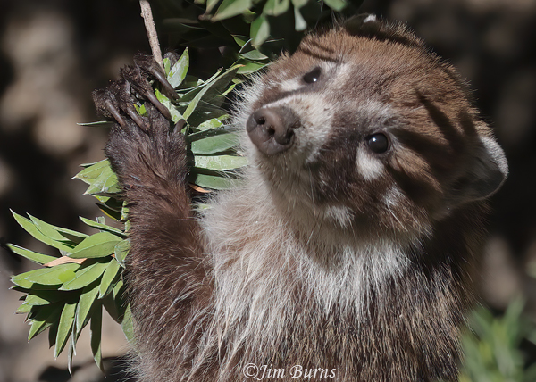 White-nosed Coati dexterity, pulling Myrtle branch down to access the leaves--6307--2
