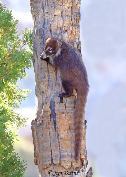 White-nosed Coati kit looking for mom in adjacent tree--6495--2