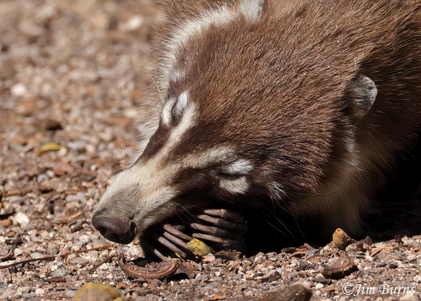 White-nosed Coati adult chewing on pecan--6695--2