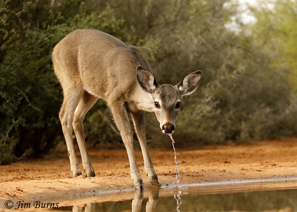 White-tailed Deer fawn at waterhole--8422