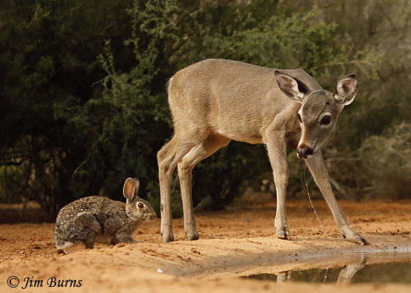 White-tailed Deer sharing the waterhole #2--8427