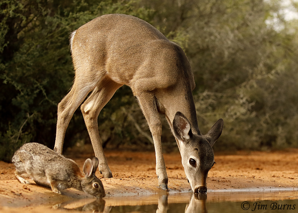White-tailed Deer, sharing the waterhole--8429