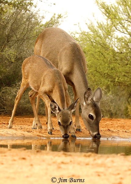 White-tailed Deer, doe and fawn at waterhole--8761