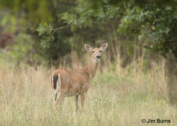 White-tailed Deer in clearing