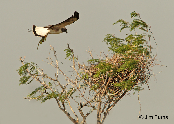 White-tailed Hawk bringing snake to nestlings