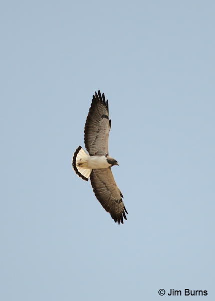 White-tailed Hawk displaying white tail