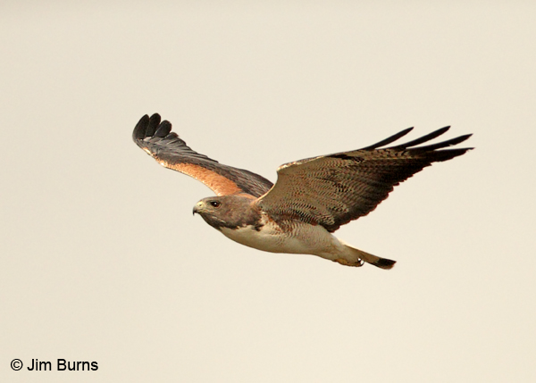 White-tailed Hawk in flight eye level