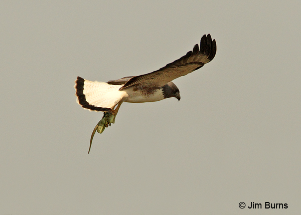 White-tailed Hawk with snake