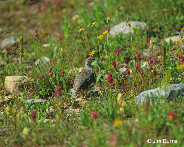 White-tailed Ptarmigan in flowers
