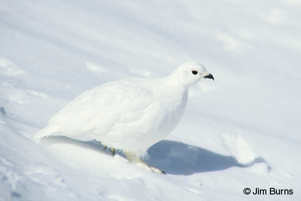 White-tailed Ptarmigan winter