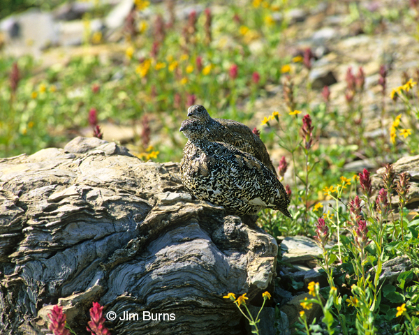 White-tailed Ptarmigans on rock