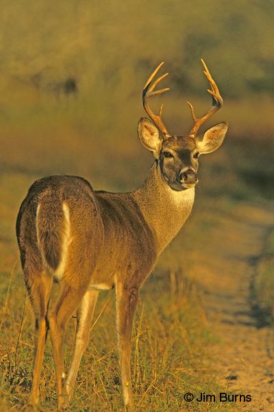 White-tailed Deer buck at sunset