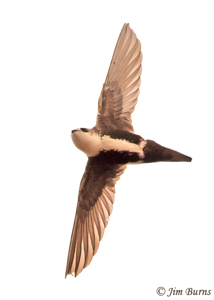 White-throated Swift--4886