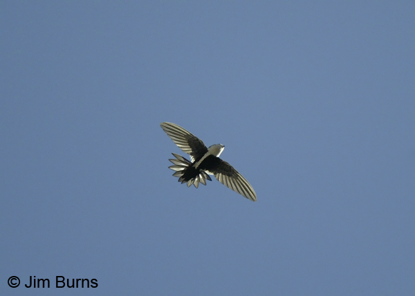 White-throated Swift tail spread