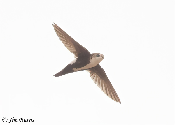 White-throated Swift ventral view--4910