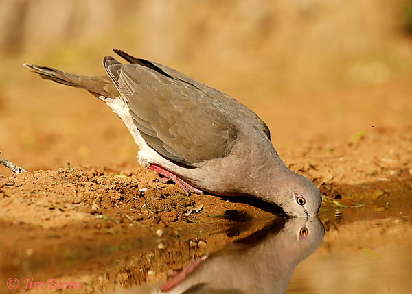 White-tipped Dove drinking #2--2427