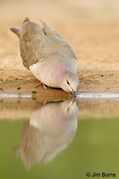 White-tipped Dove drinking