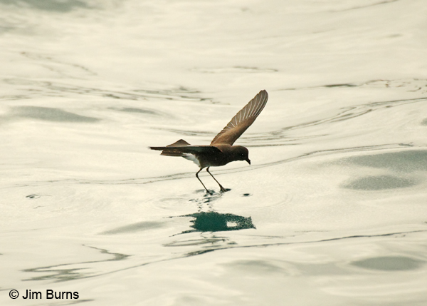 White-vented Storm-Petrel walking on water