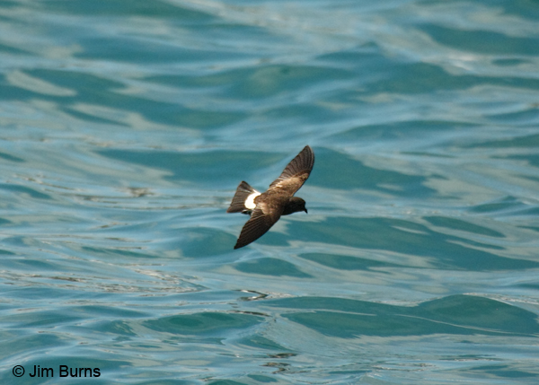 White-vented Storm-Petrel