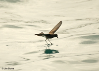White-vented Storm-Petrel walking on water
