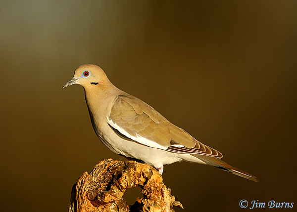 White-winged Dove--0153