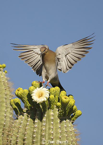 White-winged Dove landing on Saguaro--9899