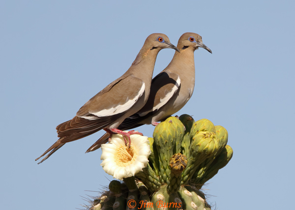 White-winged Dove pair on Saguaro Cactus--2614