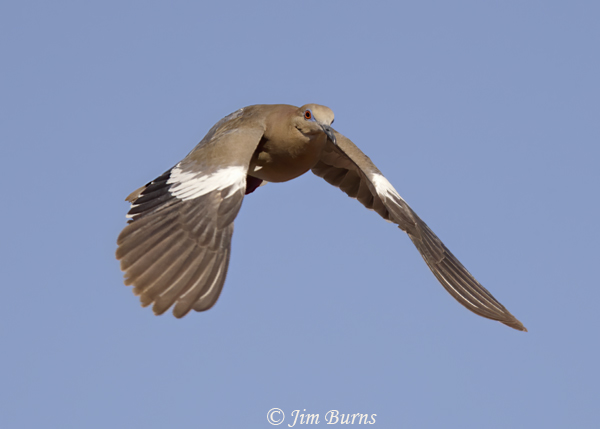White-winged Dove--5456