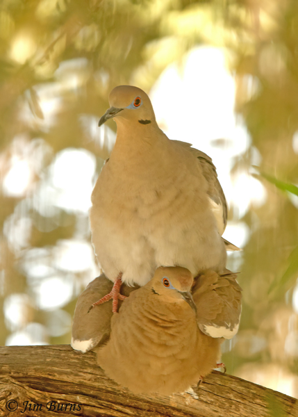 White-winged Doves copulating--9757