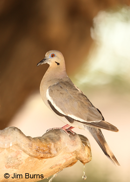White-winged Dove at the fountain