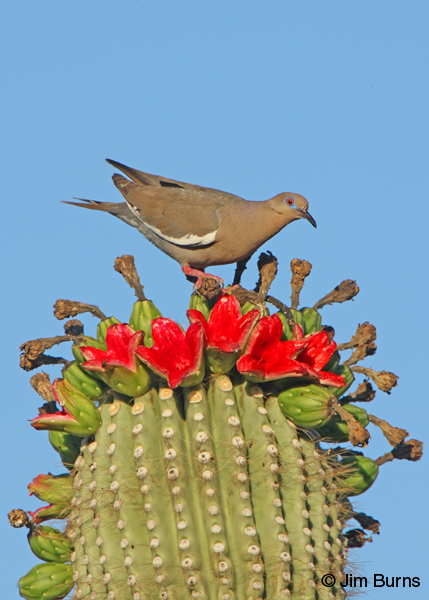 White-winged Dove feeding at Saguaro fruit