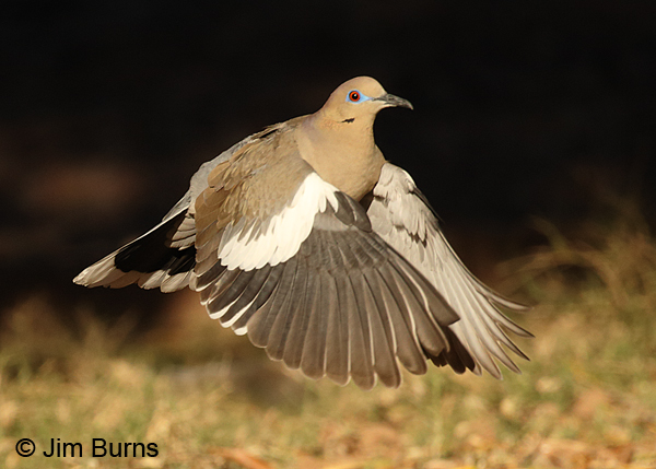 White-winged Dove in flight #2