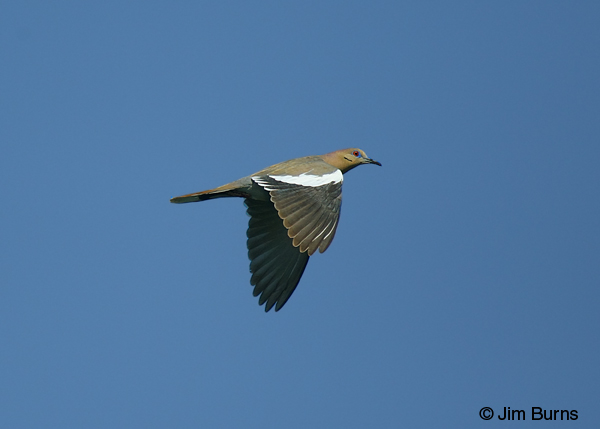 White-winged Dove in flight
