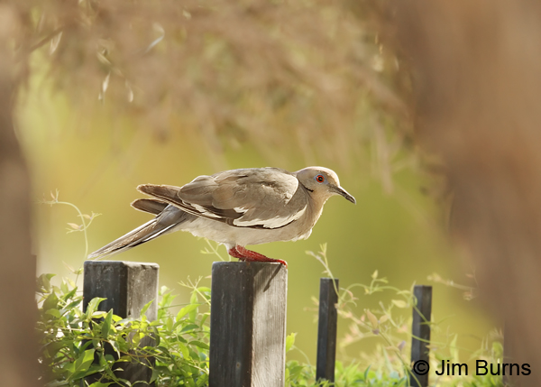 White-winged Dove in the garden