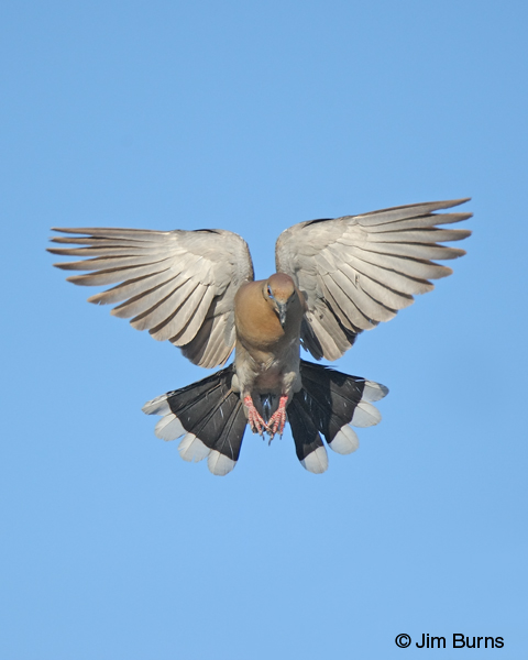 White-winged Dove landing gear down
