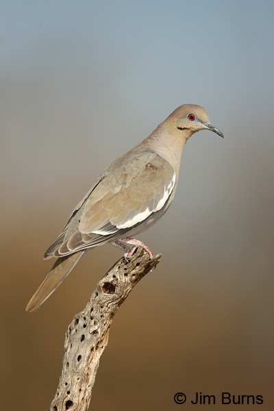 White-winged Dove on post