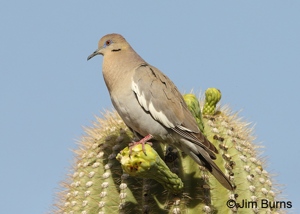 White-winged Dove throat expanded in calling