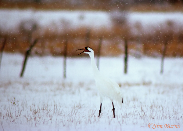 Whooping Crane calling in snow--1000--3