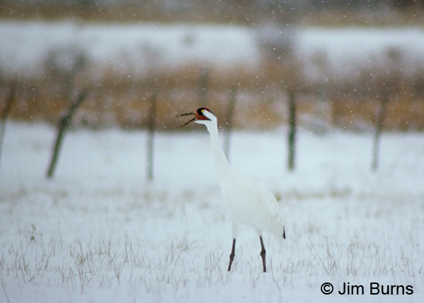 Whooping Crane calling in snow
