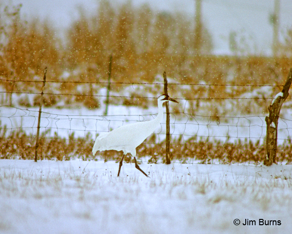 Whooping Crane in snow