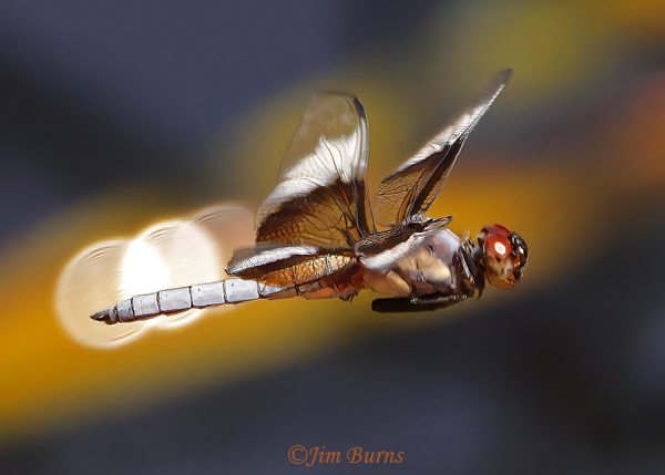Widow Skimmer male in flight, Maricopa Co., AZ, July 2022--9512