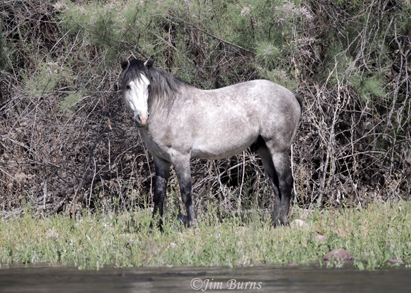 Wild Horse portrait--8975