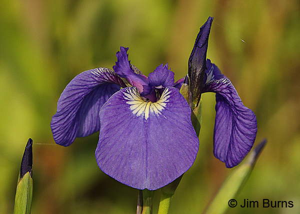 Wild Iris, Alaska