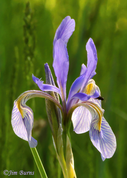Wild Iris with bee, Arizona--5348
